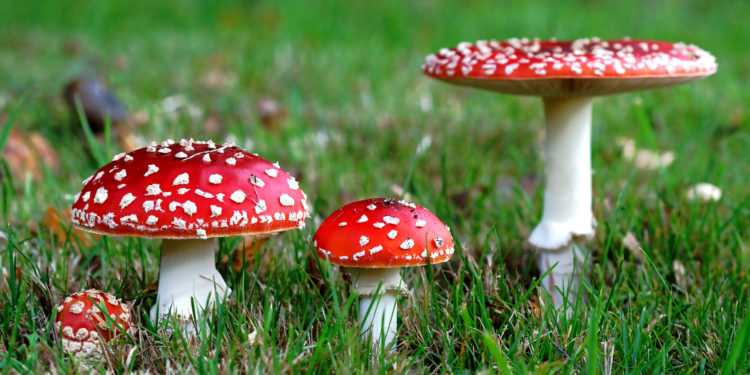 Fliegenpilz kaufen ohne Zollprobleme – Versand aus Deutschland