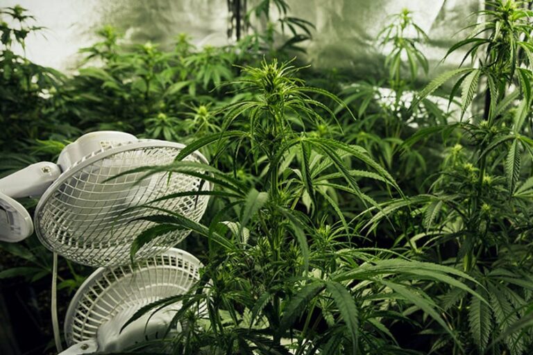 Growbox Kaufen: Die besten Tipps für den Kauf deiner Growbox