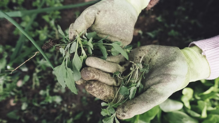 Erfahrungen mit Metrop Calgreen: Wie Kalkdünger das Pflanzenwachstum fördert 🌱✨