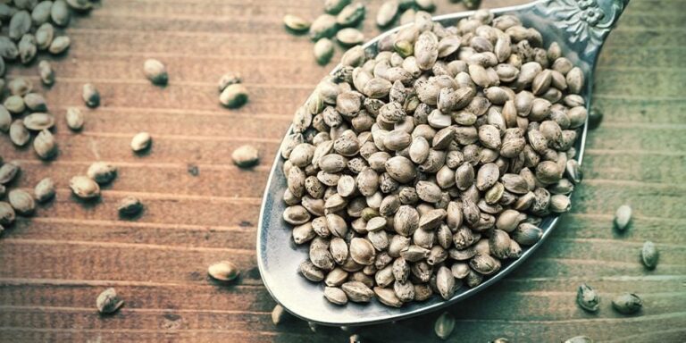 Cannabis Hitze: Wie du deine Pflanzen vor extremer Sommerhitze schützt