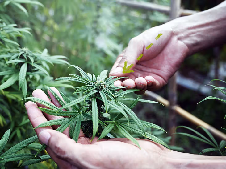 Cannabissamen kaufen bei CBD Hexe: Der einfache Einstieg in den Anbau