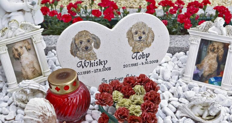 Tierbestattung Köngen – Persönliche Erinnerungen bewahren
