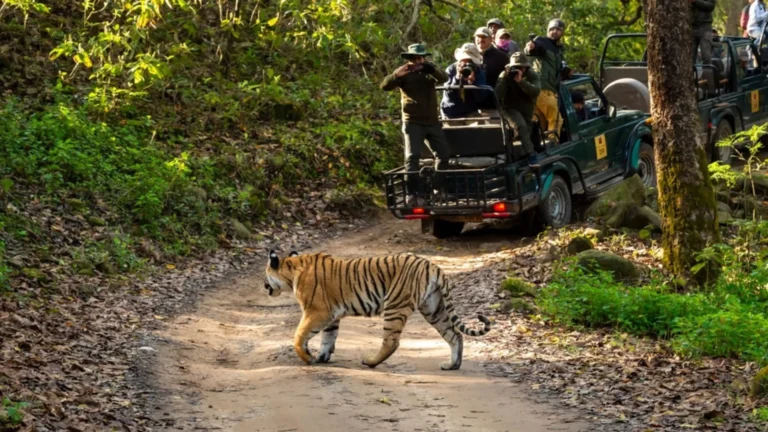 Planning Your Trip: Best Tiger Safari in India for Wildlife Lovers