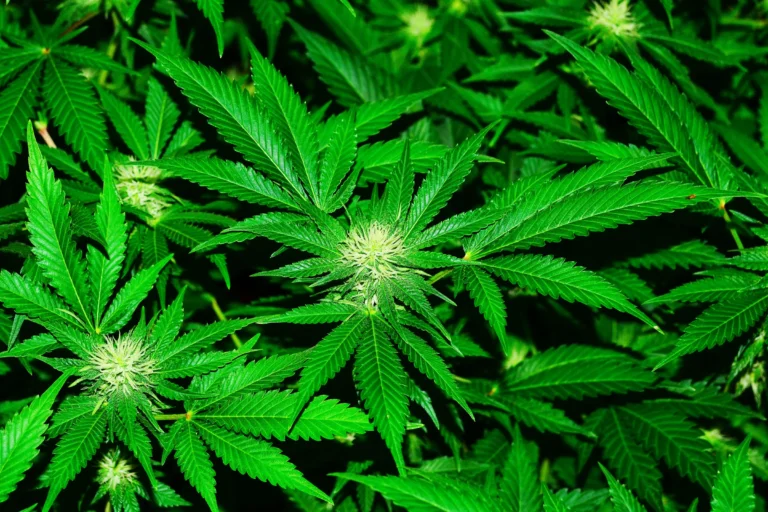 Cali Weed Europe: Ein Überblick über die offizielle Website