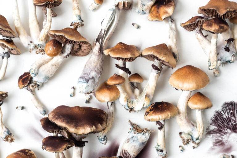 Magic Mushrooms in Europe: What Tourists and Residents Should Know