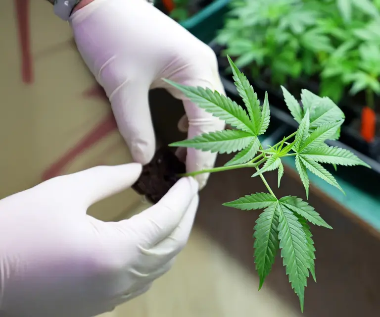 Hanfstecklinge Großhandel Qualität für Wiederverkäufer und Grower