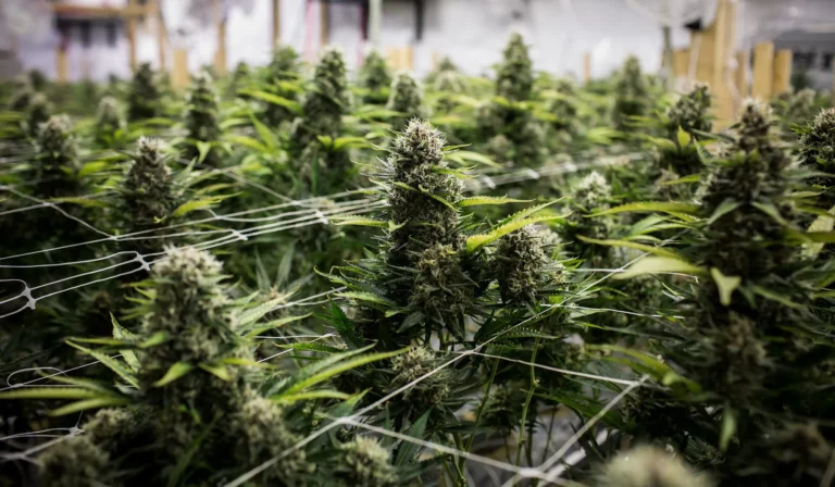 Weed online in Deutschland – Warum immer mehr Käufer online bestellen (Schritt für Schritt erklärt)