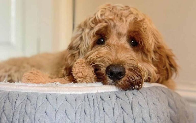 Edler Hundeschlafplatz – Stilvolle Schlaflösungen für anspruchsvolle Hundehalter